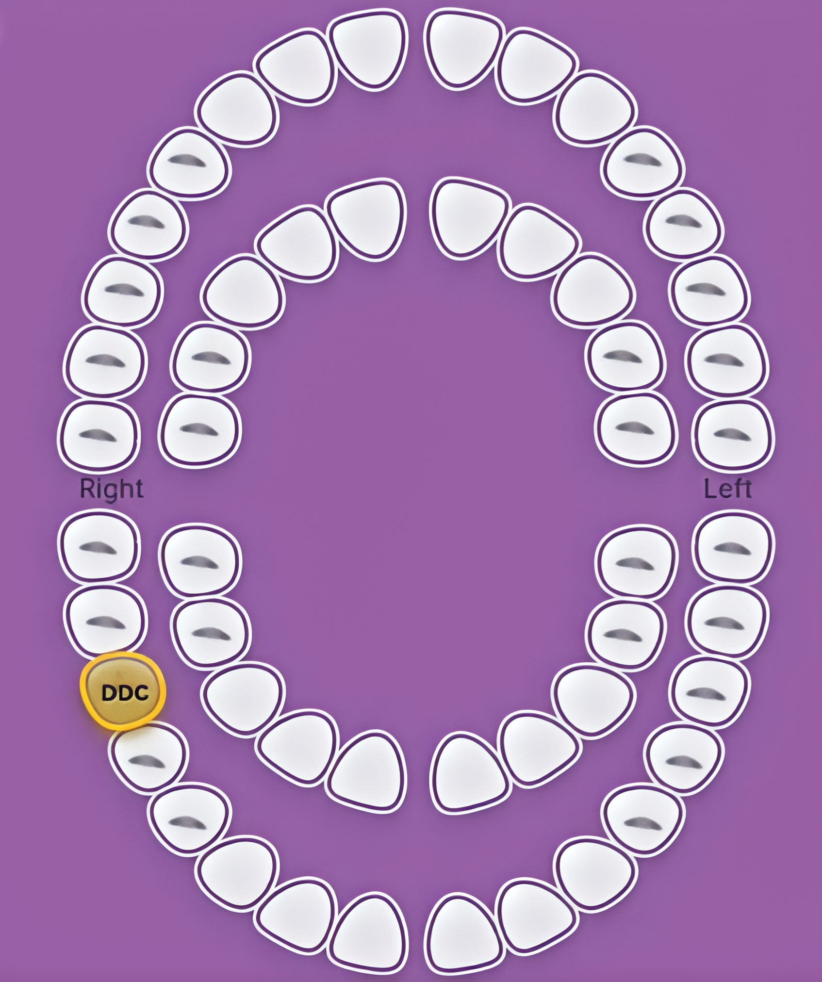 Odontogram